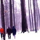 Buchenurwald Ungarn